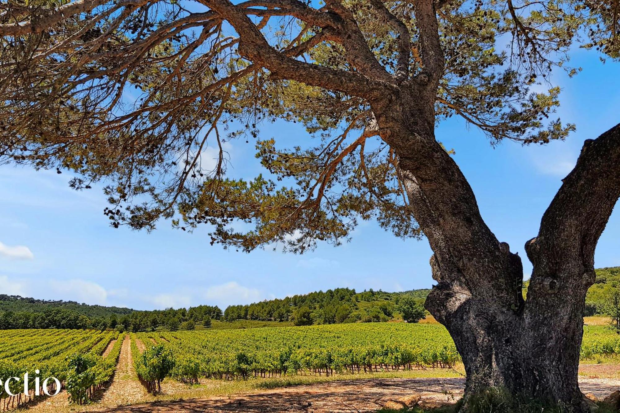 Le Puy-Sainte-Réparade Bastide Domaine Tour Campanets 아파트 호텔 외부 사진